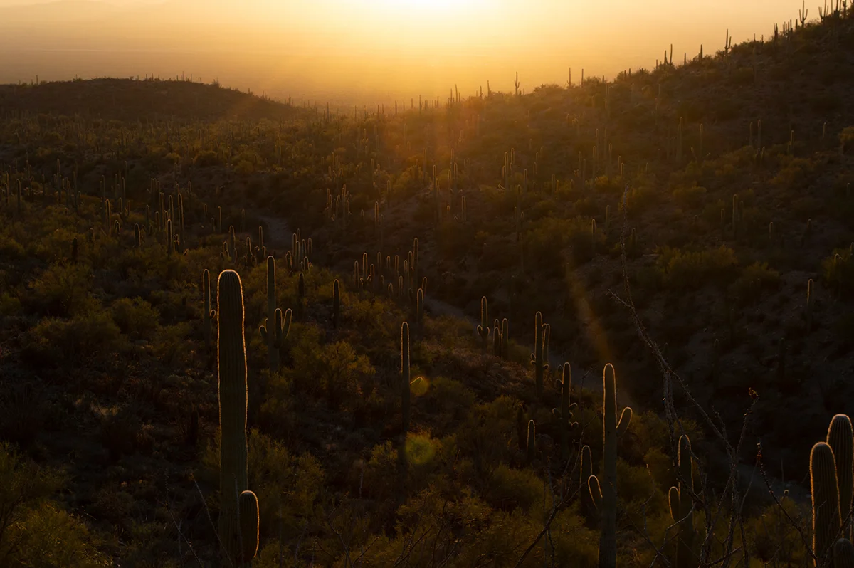 Golden sunset over the saguaro desert in Tucson, Arizona